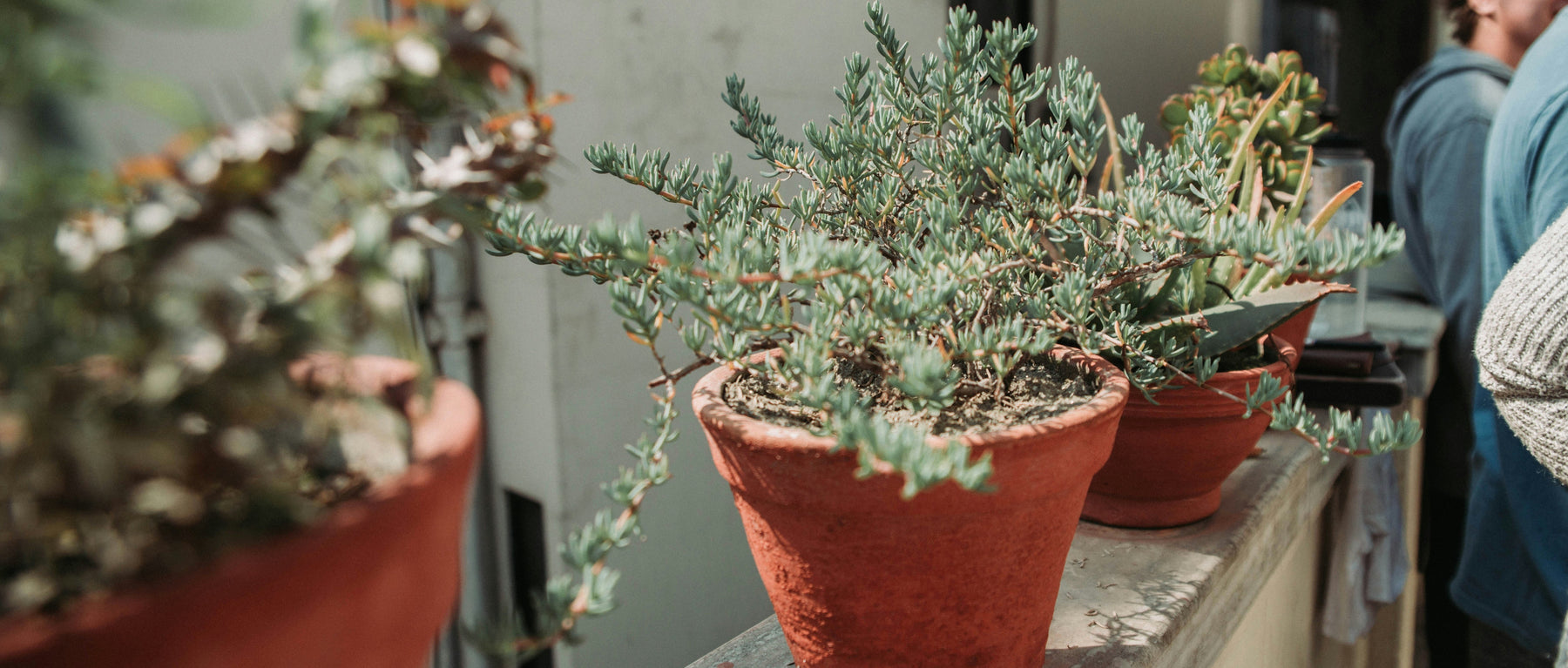 Buitenplanten voor het Voorjaar: Groene Lente Vibes uit Onze Nieuwe Collectie - Bivakshop