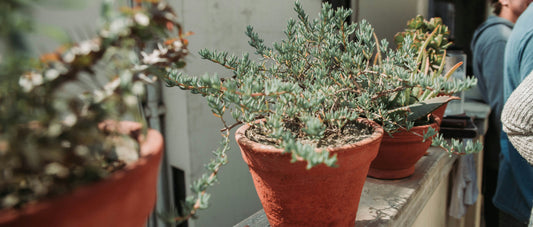 Buitenplanten voor het Voorjaar: Groene Lente Vibes uit Onze Nieuwe Collectie - Bivakshop