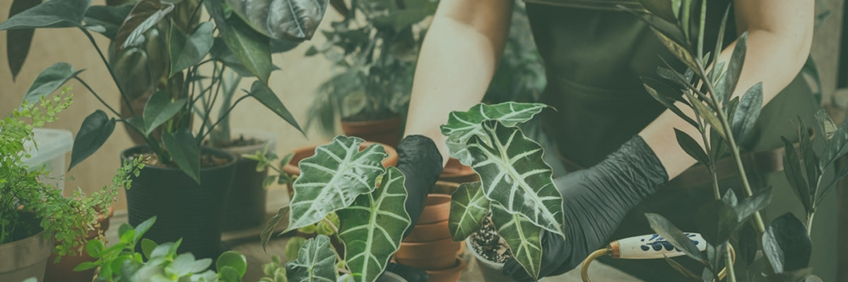 Planten en bloemen - Bivakshop