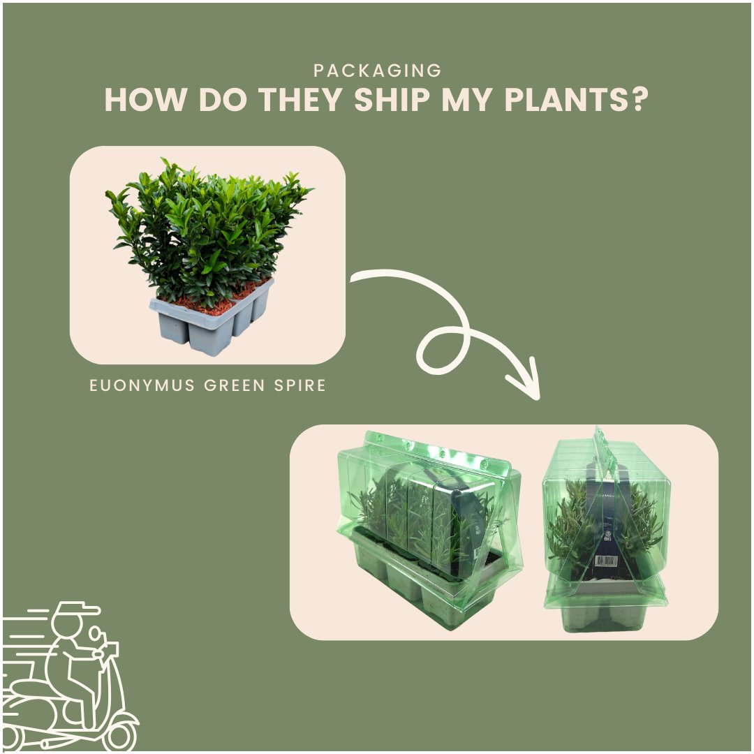 6 X Euonymus 'Green Spire' - 6 X Ø 7 Cm - ↨ 15 Cm - Bivakshop