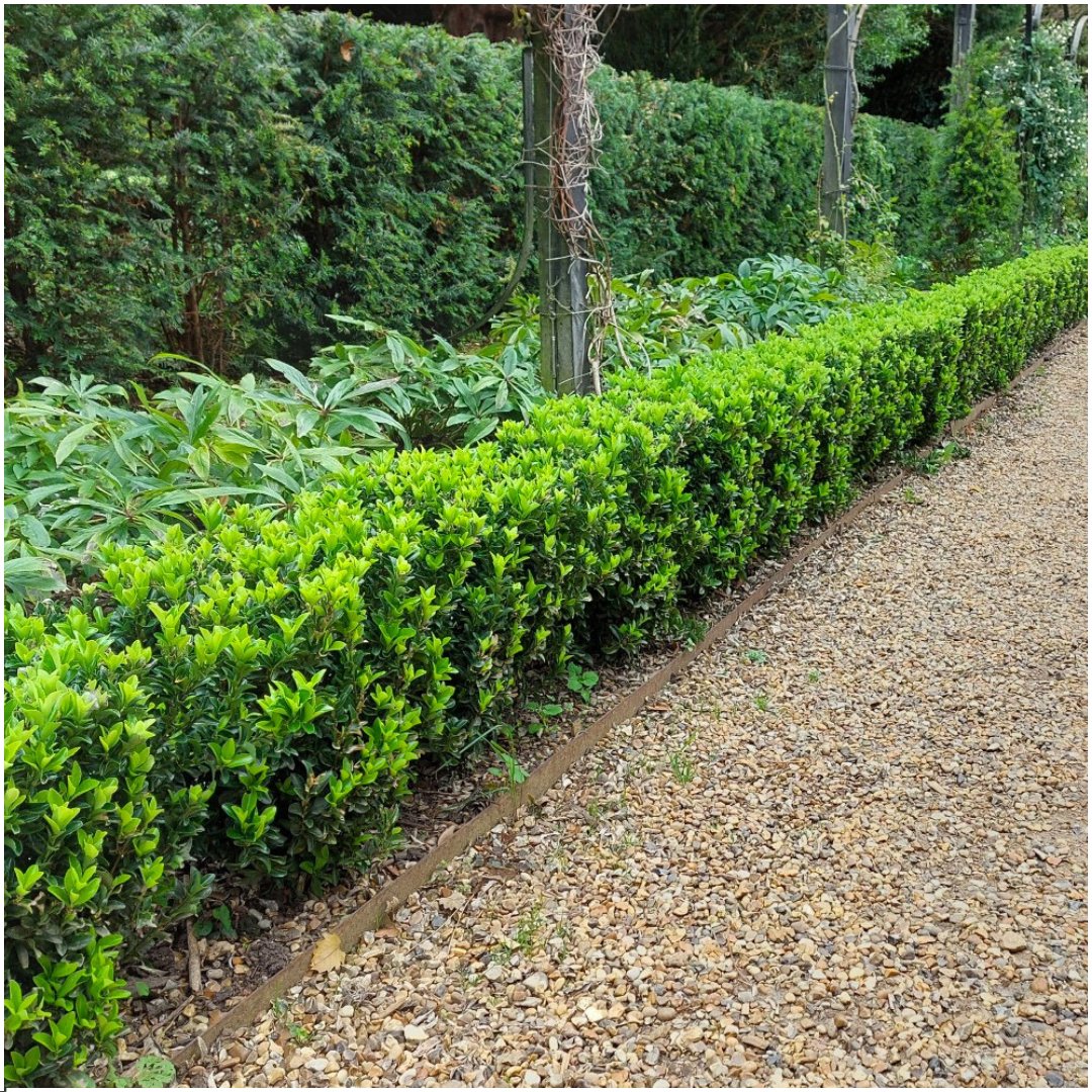 6 X Euonymus 'Green Spire' - 6 X Ø 7 Cm - ↨ 15 Cm - Bivakshop