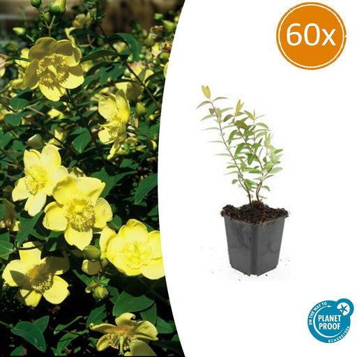 60x Hypericum 'Hidcote' - ↕10–25 cm - Ø9 cm - Rijkbloeiend & Winterhard - Bivakshop