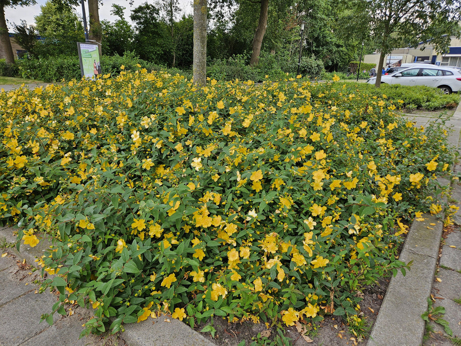 60x Hypericum 'Hidcote' - ↕10–25 cm - Ø9 cm - Rijkbloeiend & Winterhard - Bivakshop