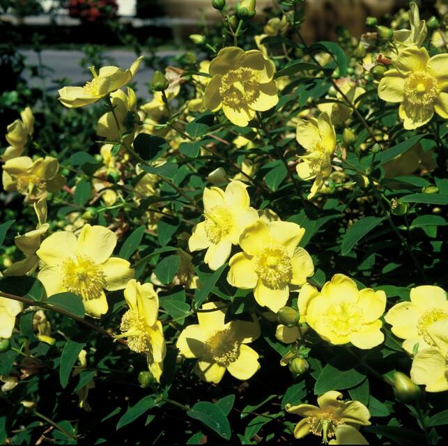 60x Hypericum 'Hidcote' - ↕10–25 cm - Ø9 cm - Rijkbloeiend & Winterhard - Bivakshop