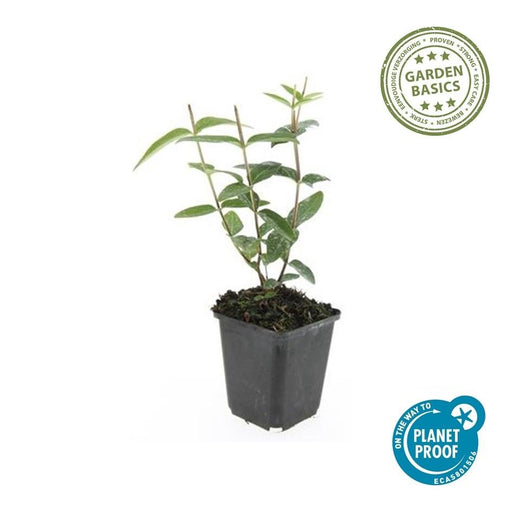 60x Hypericum Inodorum 'Rheingold' - ↕10–25 cm - Ø9 cm - Goudgeel & Winterhard - Bivakshop