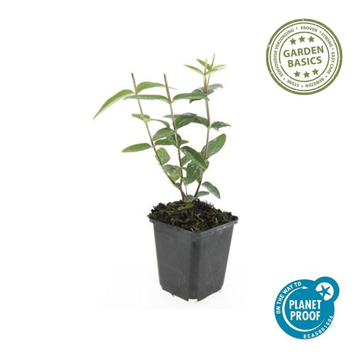 60x Hypericum Inodorum 'Rheingold' - ↕10–25 cm - Ø9 cm - Goudgeel & Winterhard - Bivakshop