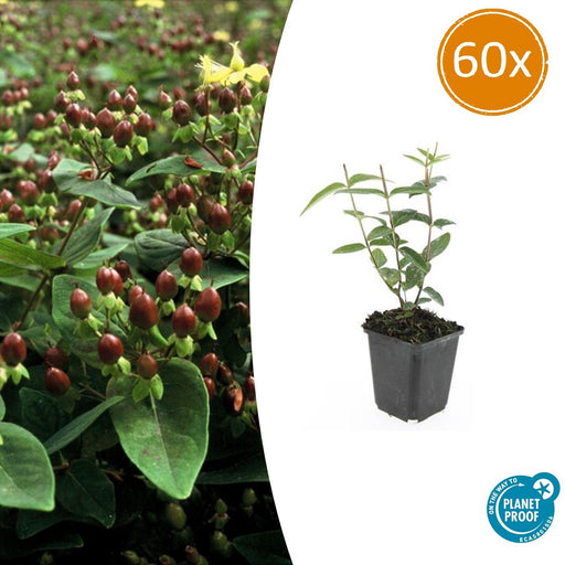 60x Hypericum Inodorum 'Rheingold' - ↕10–25 cm - Ø9 cm - Goudgeel & Winterhard - Bivakshop