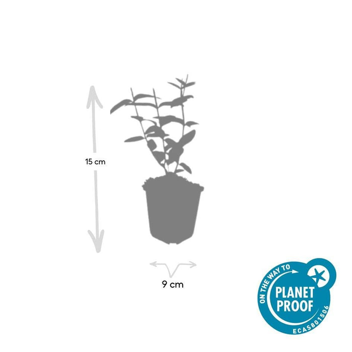 60x Hypericum Inodorum 'Rheingold' - ↕10–25 cm - Ø9 cm - Goudgeel & Winterhard - Bivakshop