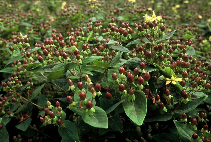 60x Hypericum Inodorum 'Rheingold' - ↕10–25 cm - Ø9 cm - Goudgeel & Winterhard - Bivakshop