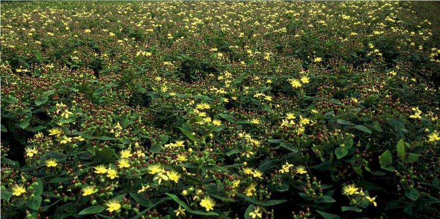 60x Hypericum Inodorum 'Rheingold' - ↕10–25 cm - Ø9 cm - Goudgeel & Winterhard - Bivakshop