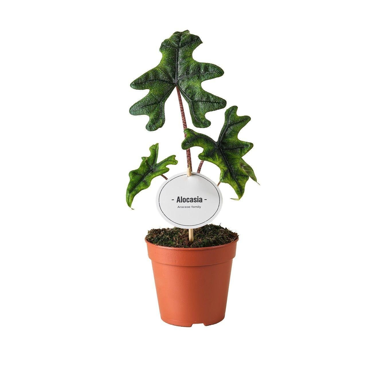 Alocasia Jacklyn - Ø12 cm - ↕30 cm - Bivakshop