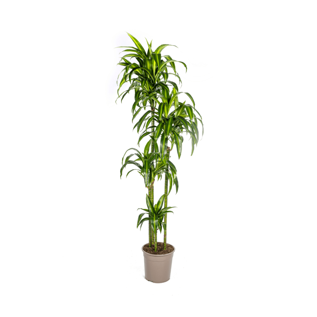 Dracaena Deremensis Hawaiian Sunshine - Ø27Cm - ↕170 - 190Cm - Bivakshop