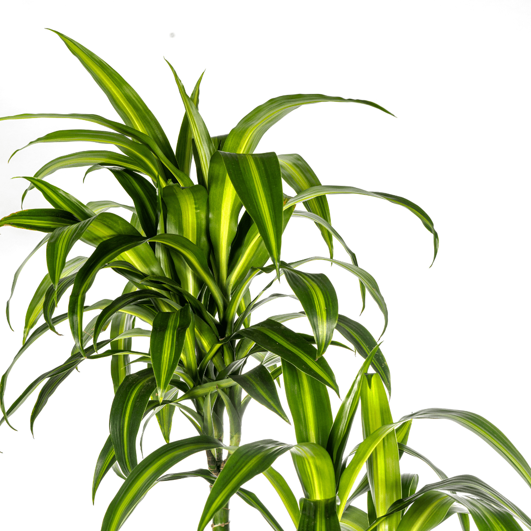 Dracaena Deremensis Hawaiian Sunshine - Ø27Cm - ↕170 - 190Cm - Bivakshop