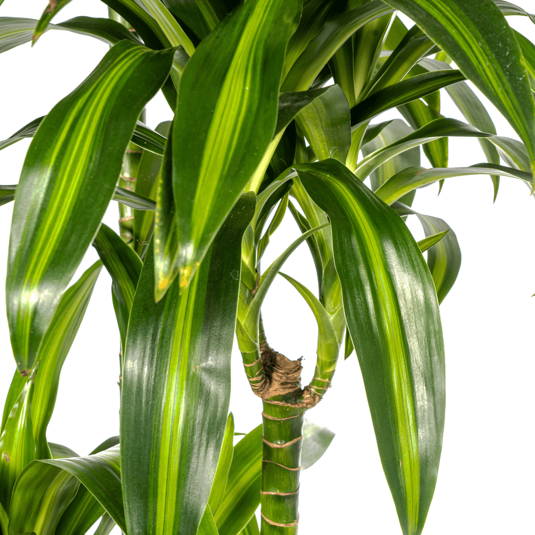 Dracaena Deremensis Hawaiian Sunshine - Ø27Cm - ↕170 - 190Cm - Bivakshop