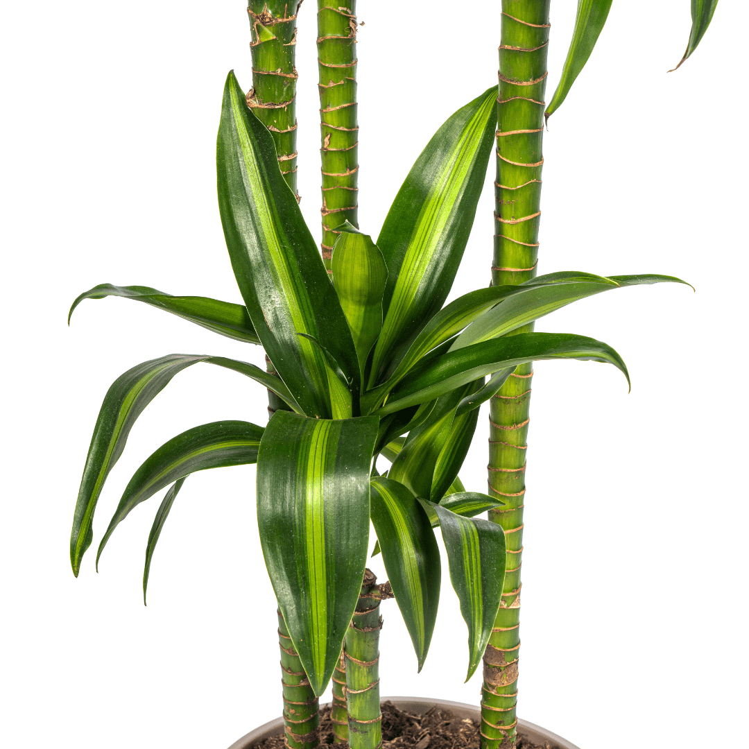 Dracaena Deremensis Hawaiian Sunshine - Ø27Cm - ↕170 - 190Cm - Bivakshop