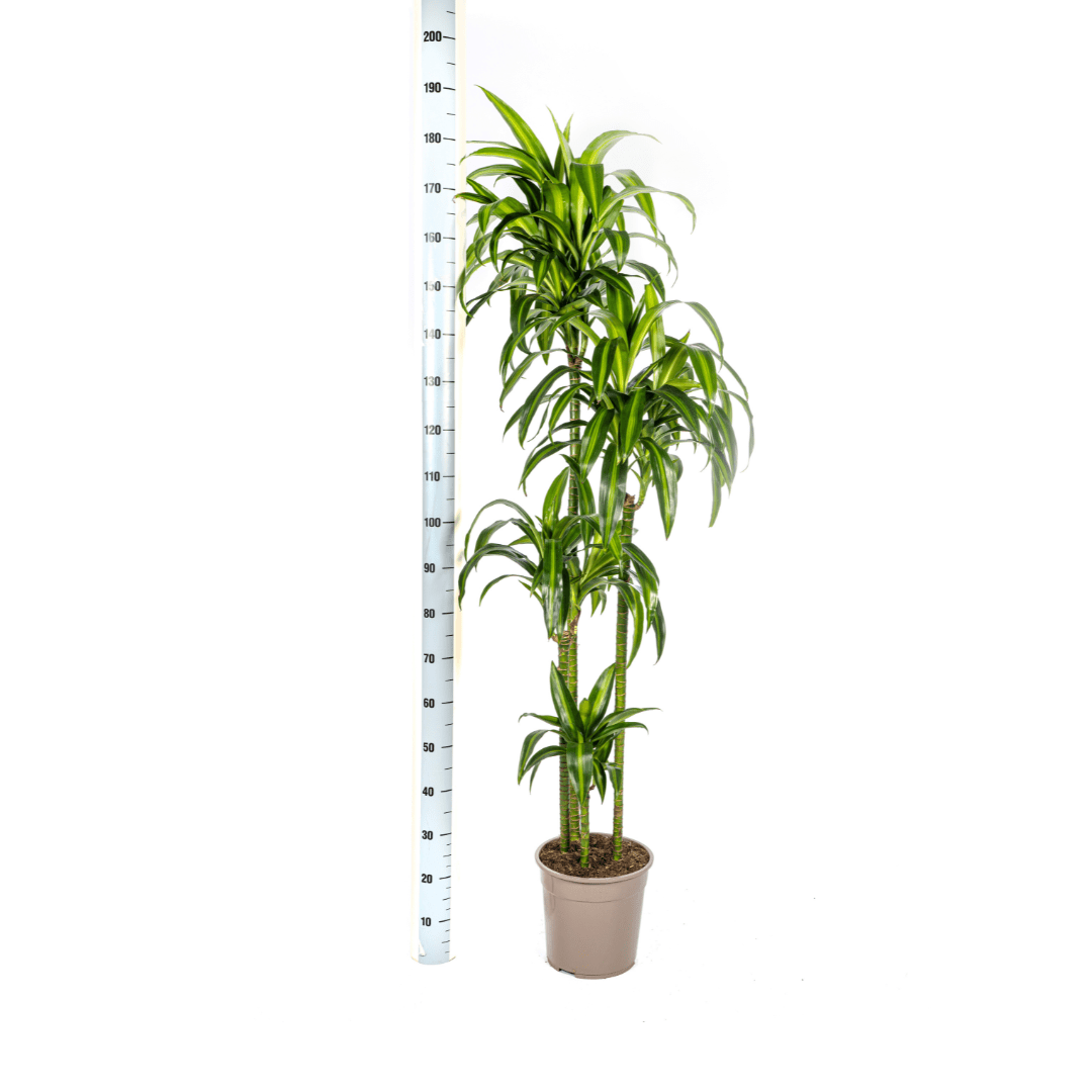 Dracaena Deremensis Hawaiian Sunshine - Ø27Cm - ↕170 - 190Cm - Bivakshop