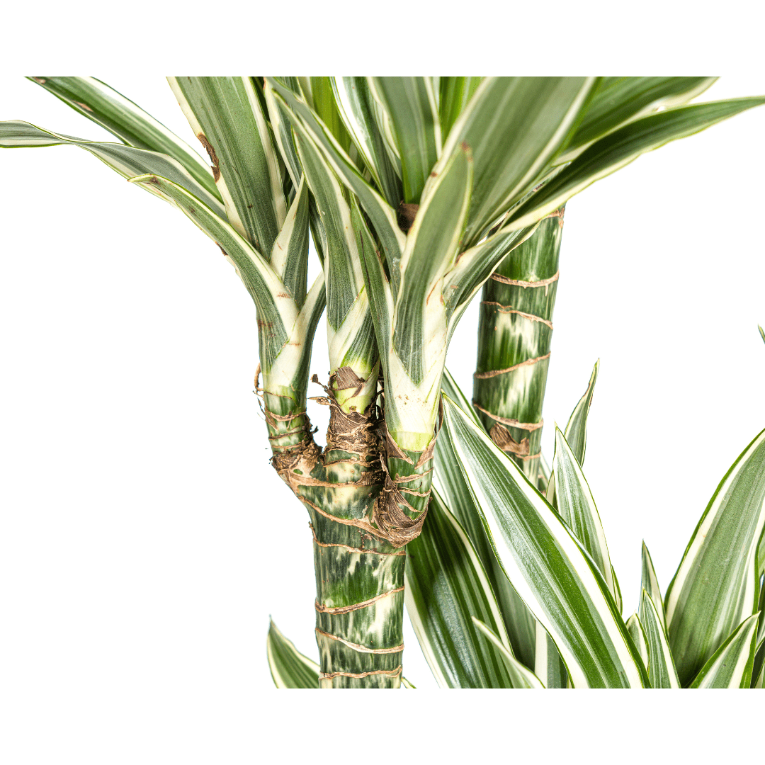 Dracaena Deremensis White Stripe - Ø27Cm - ↕170 - 190Cm - Bivakshop