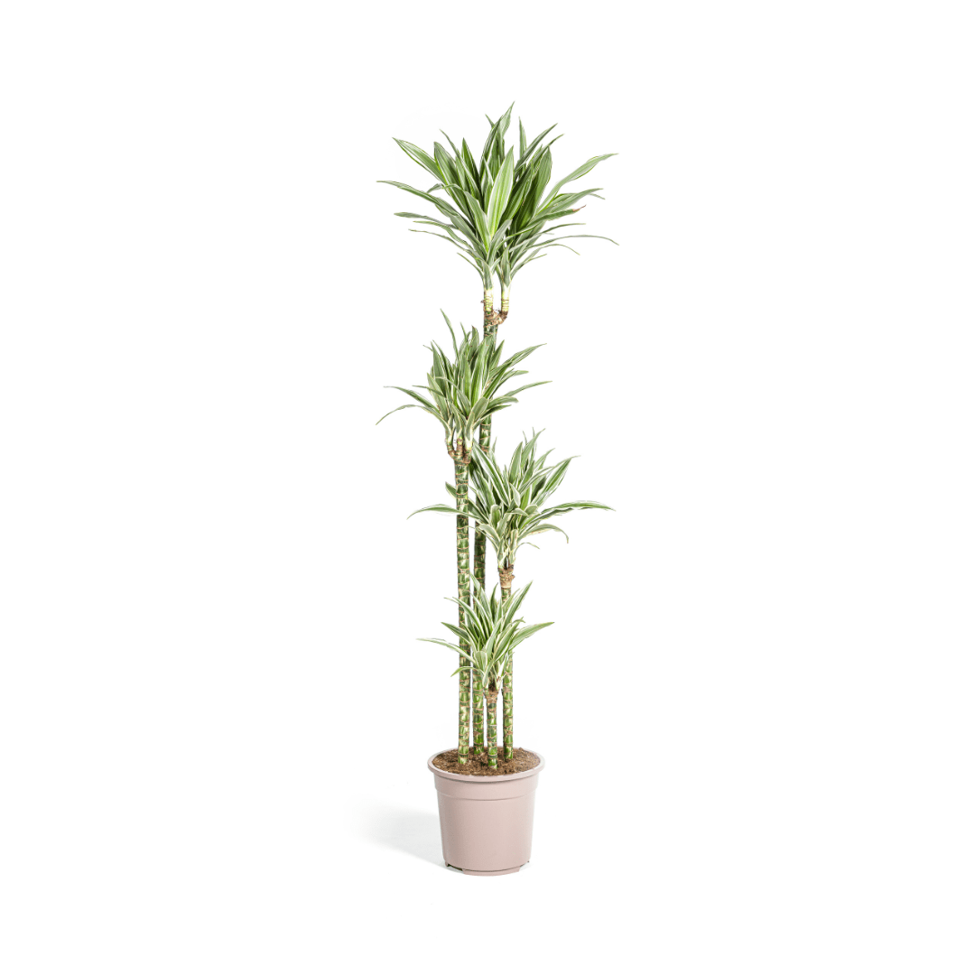 Dracaena Deremensis White Stripe - Ø27Cm - ↕170 - 190Cm - Bivakshop