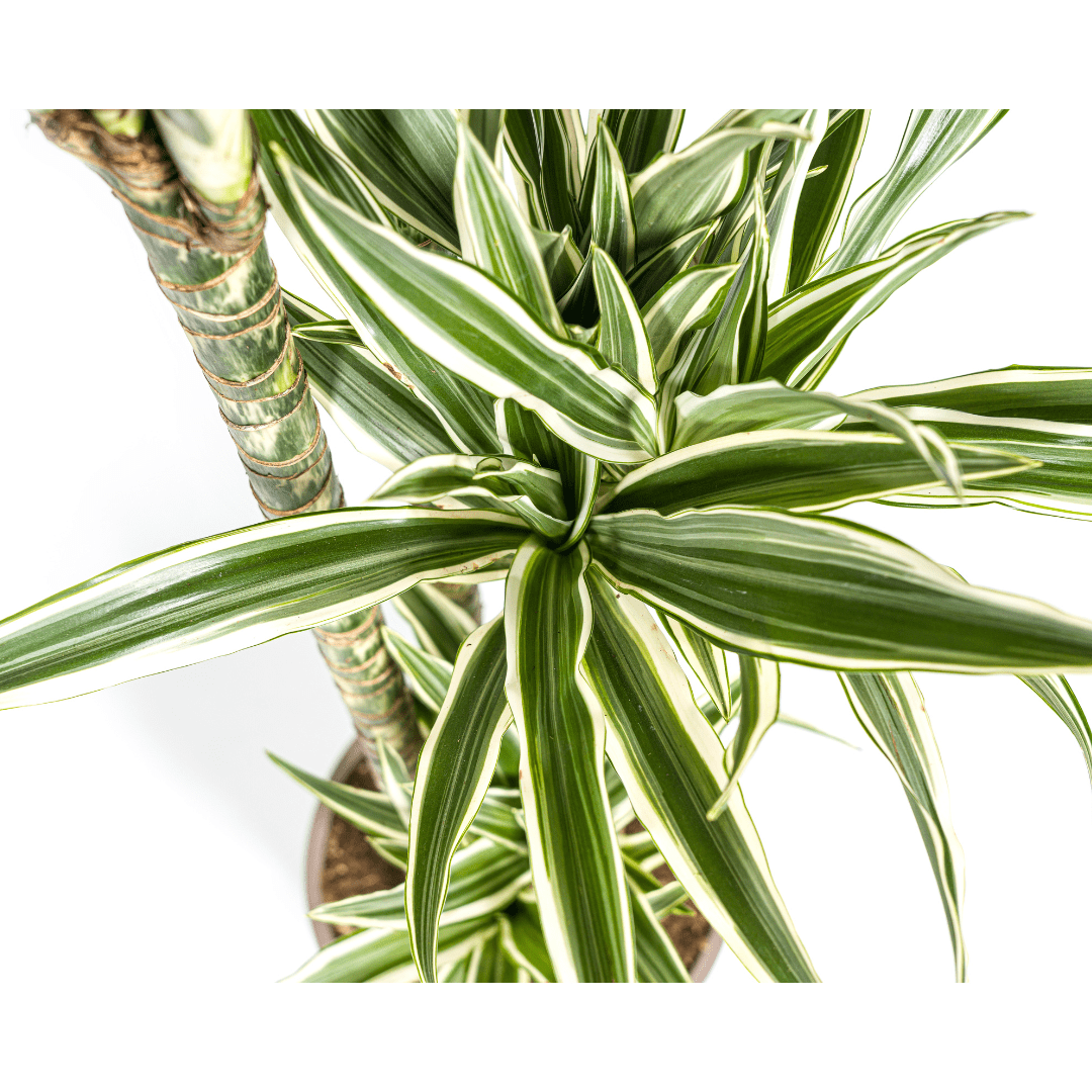 Dracaena Deremensis White Stripe - Ø27Cm - ↕170 - 190Cm - Bivakshop