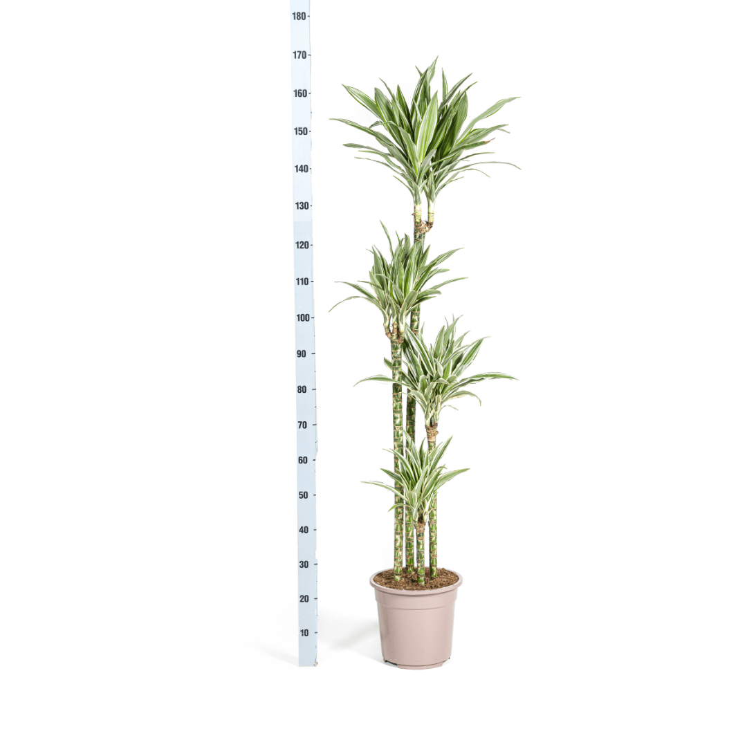 Dracaena Deremensis White Stripe - Ø27Cm - ↕170 - 190Cm - Bivakshop