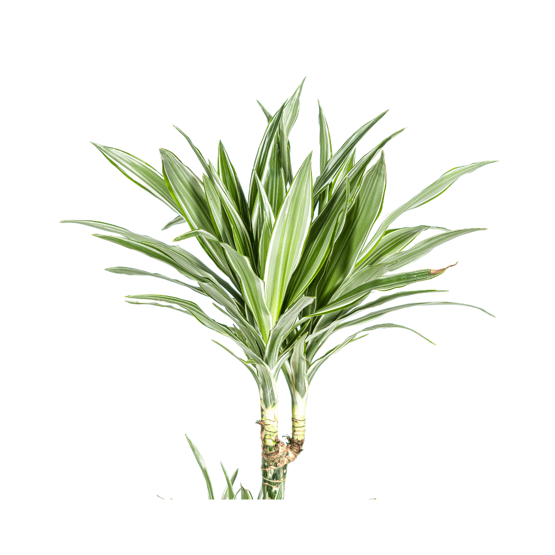 Dracaena Deremensis White Stripe - Ø27Cm - ↕170 - 190Cm - Bivakshop