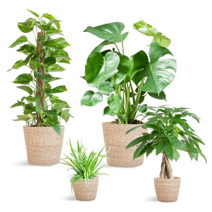Easy Care Plantenbox - Medium - Met Mand Sofia - Bivakshop