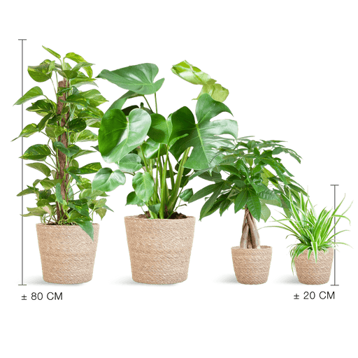 Easy Care Plantenbox - Medium - Met Mand Sofia - Bivakshop