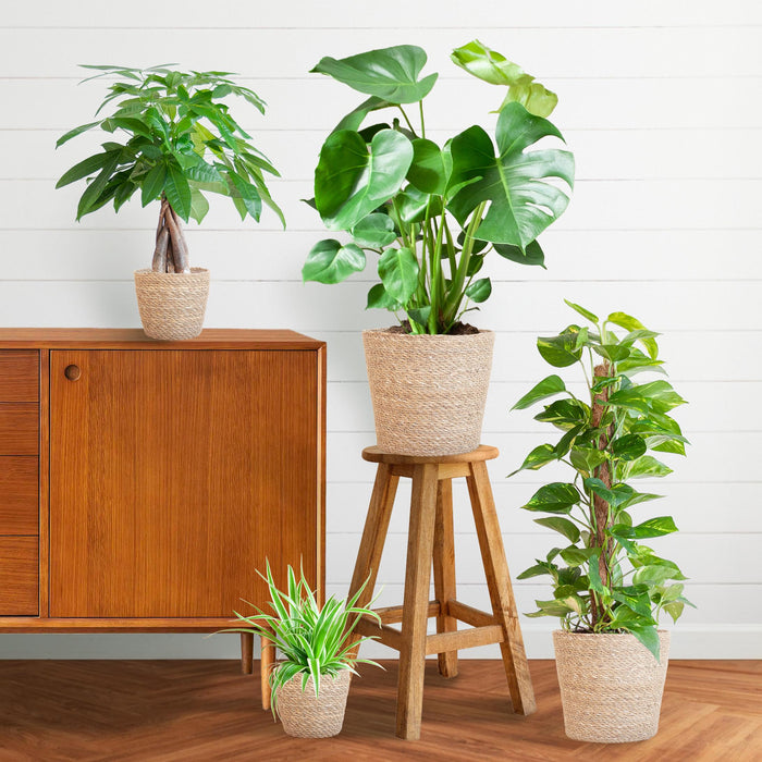 Easy Care Plantenbox - Medium - Met Mand Sofia - Bivakshop