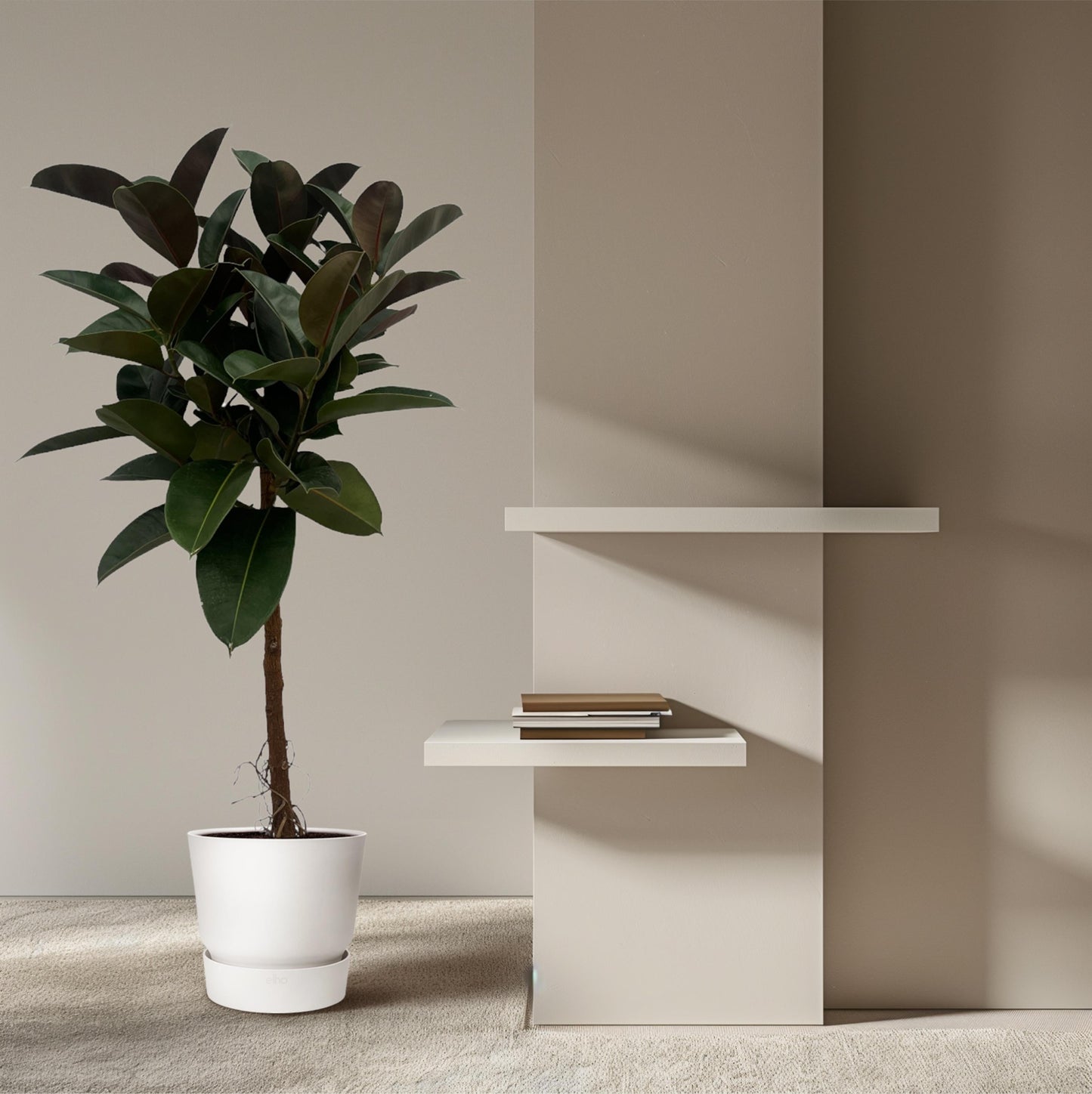Ficus elastica robusta stam - 140 cm - Ø32 cm - Bivakshop