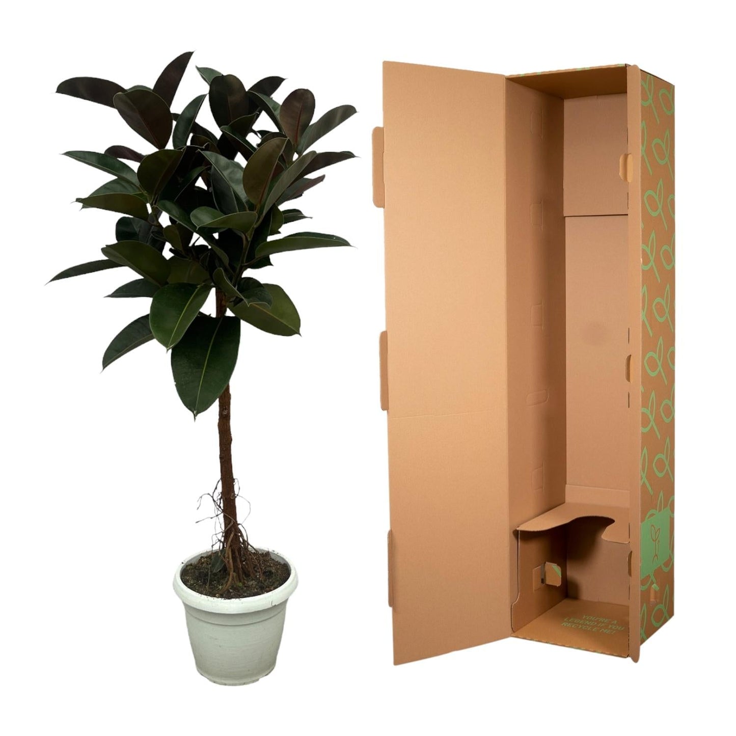 Ficus elastica robusta stam - 140 cm - Ø32 cm - Bivakshop