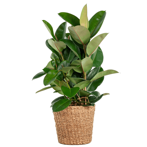 Ficus Elastica Robusta XL - Met Mand Torun - 90 cm - Ø27 cm - Stoer & Stijlvol - Bivakshop