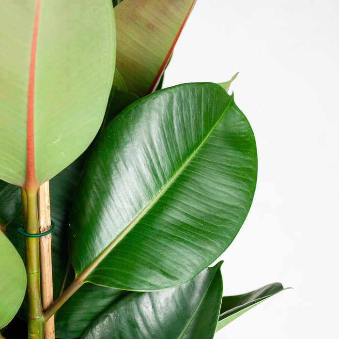 Ficus Elastica Robusta XL - Met Mand Torun - 90 cm - Ø27 cm - Stoer & Stijlvol - Bivakshop