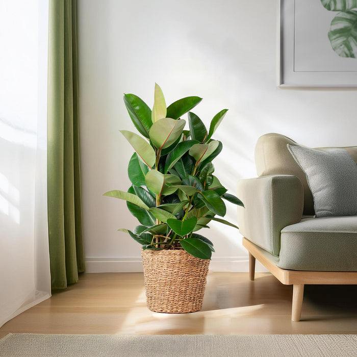 Ficus Elastica Robusta XL - Met Mand Torun - 90 cm - Ø27 cm - Stoer & Stijlvol - Bivakshop