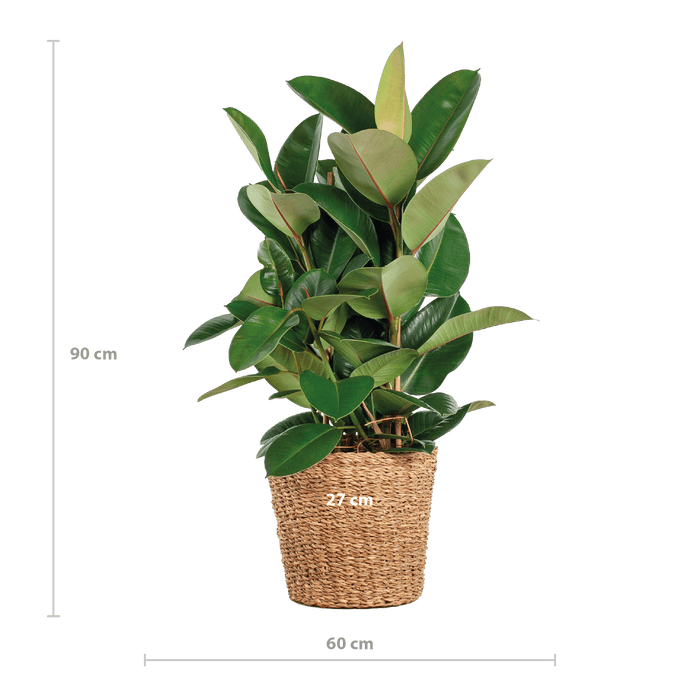 Ficus Elastica Robusta XL - Met Mand Torun - 90 cm - Ø27 cm - Stoer & Stijlvol - Bivakshop
