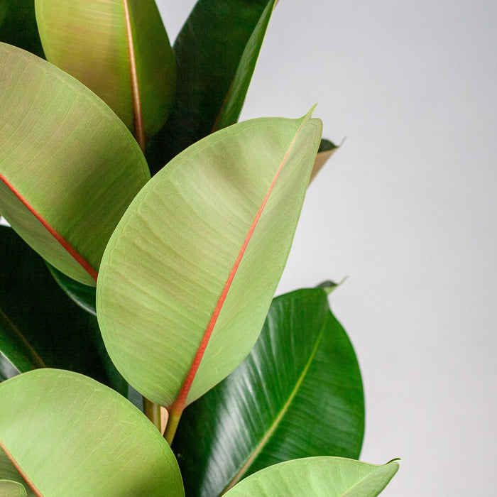 Ficus Elastica Robusta XL - Met Mand Torun - 90 cm - Ø27 cm - Stoer & Stijlvol - Bivakshop