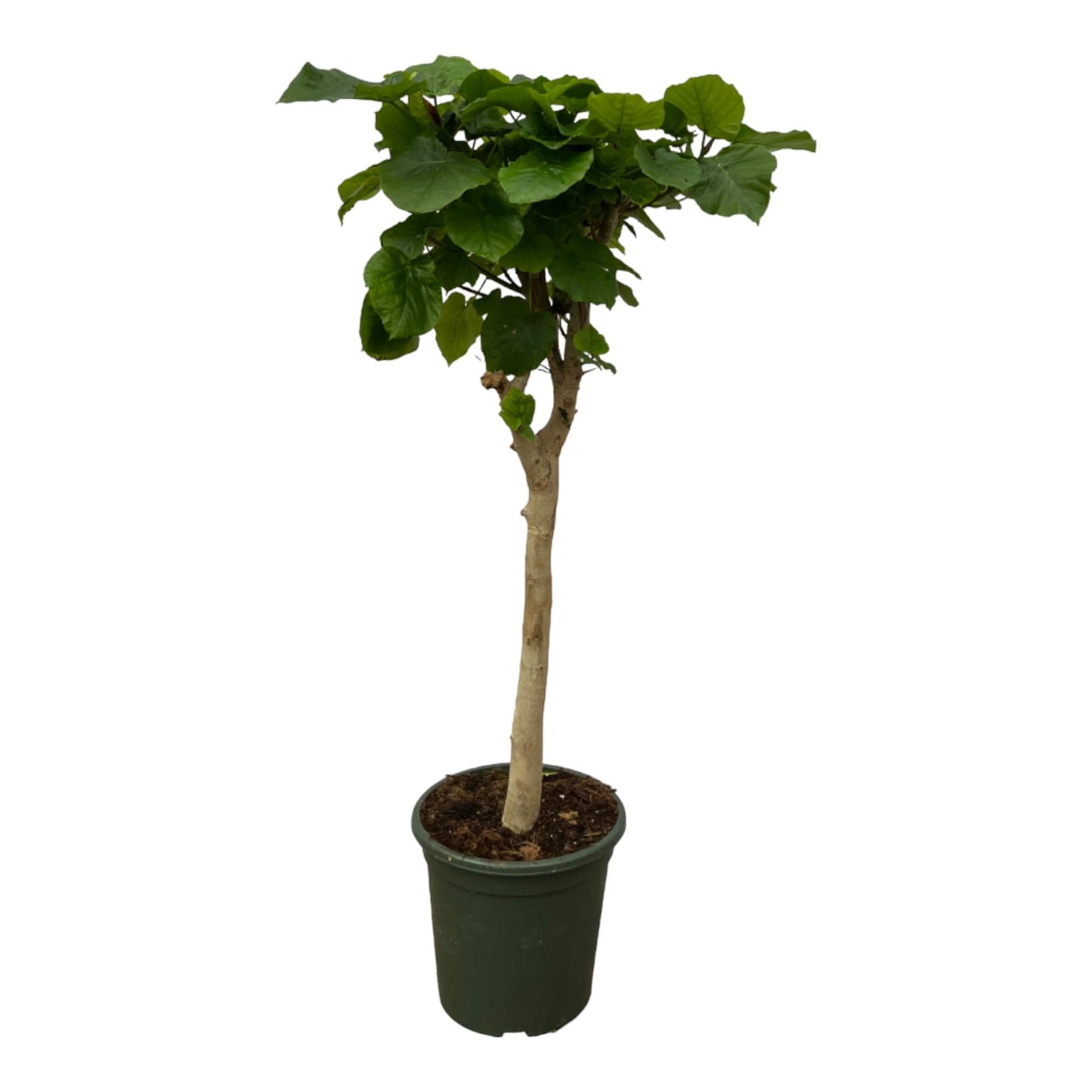 Ficus umbellata stam - 130 cm - Ø33 cm - Bivakshop