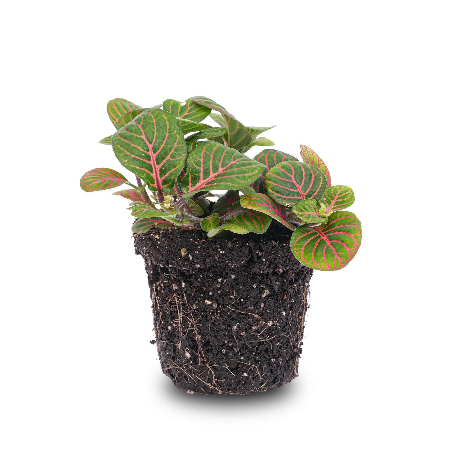 Fittonia 'Bubble Red' – Mozaïekplant – Potmaat 8 - Bivakshop