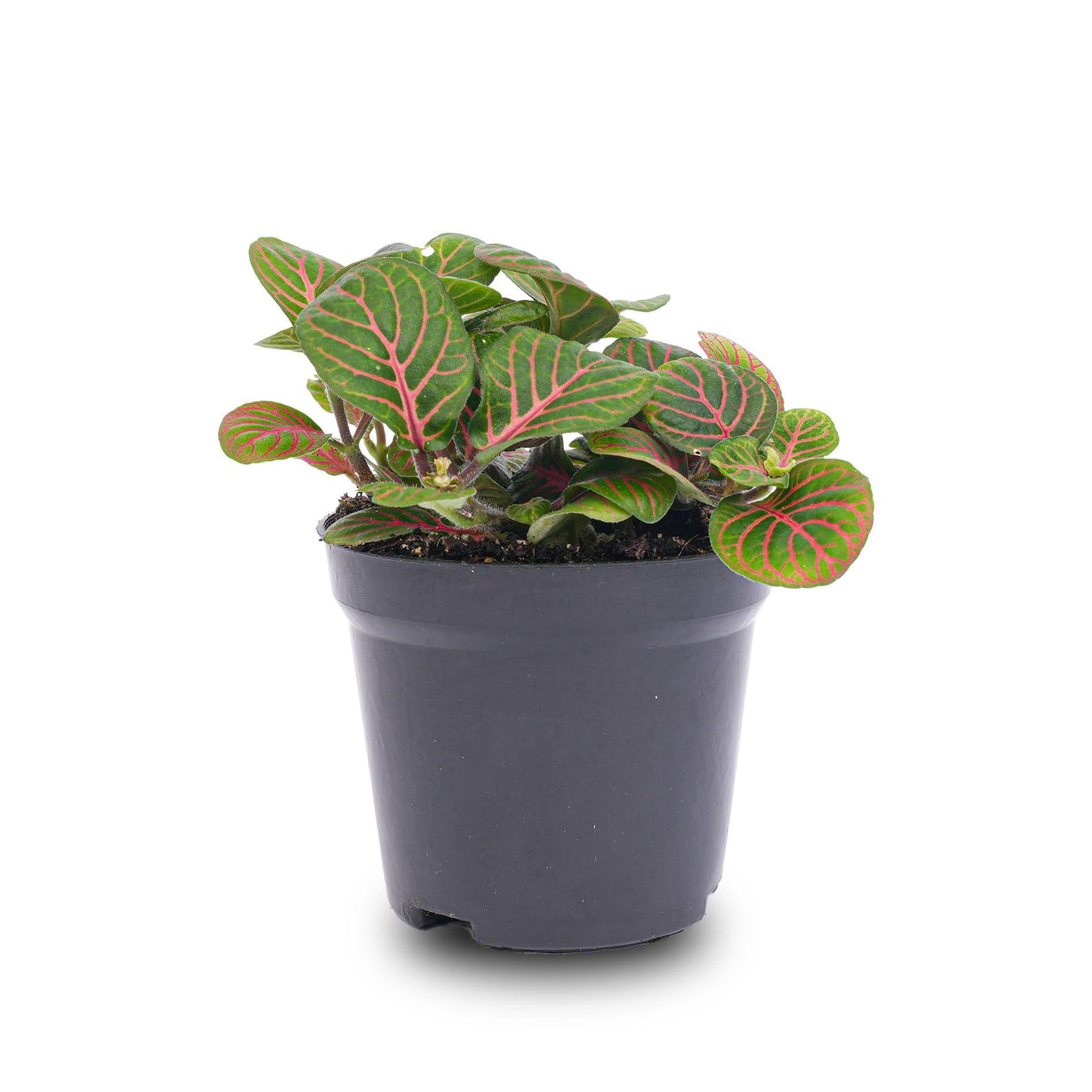 Fittonia 'Bubble Red' – Mozaïekplant – Potmaat 8 - Bivakshop