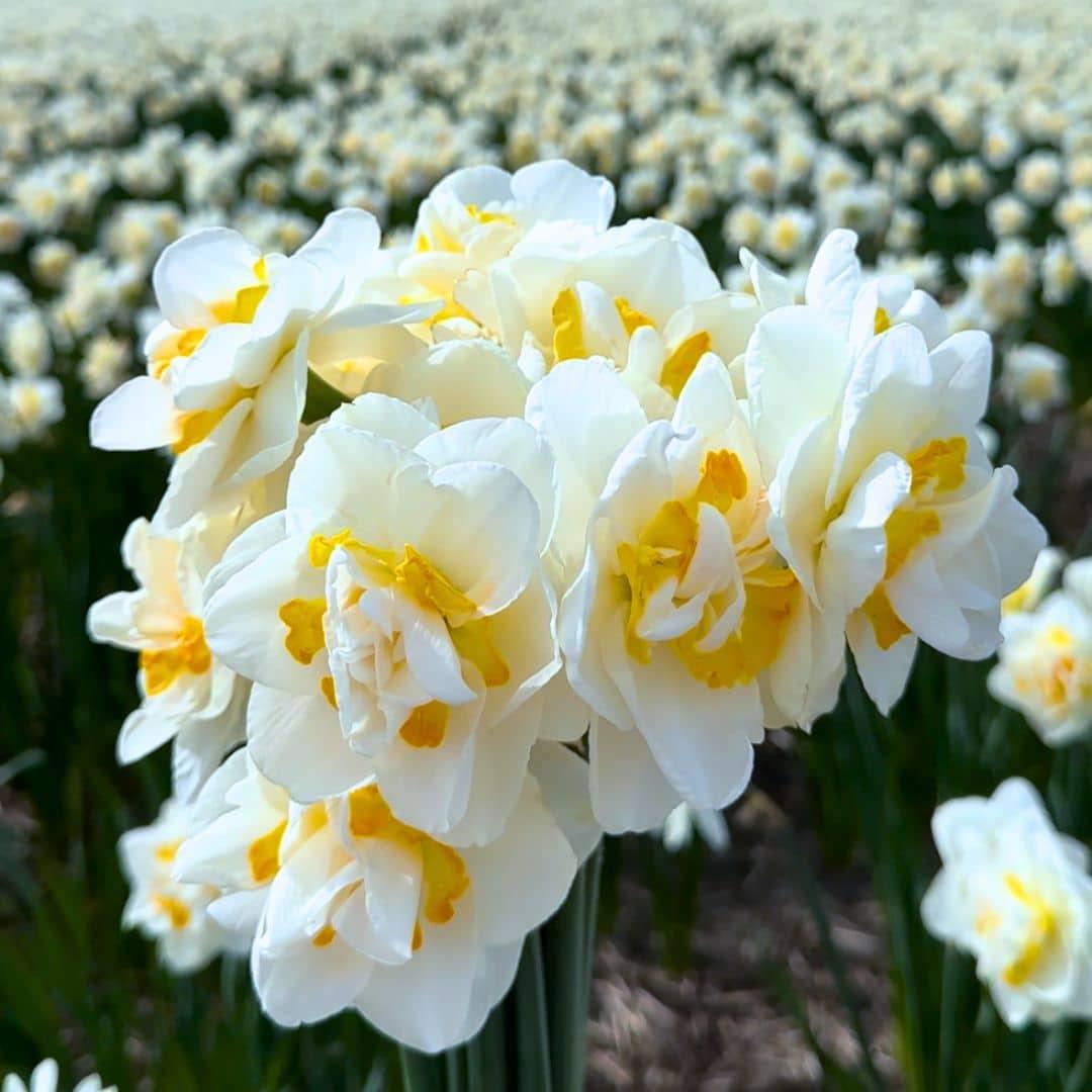 Flowerbulbs Amsterdam - Salou - 10 bloembollen - Maat 12/14 - Bivakshop