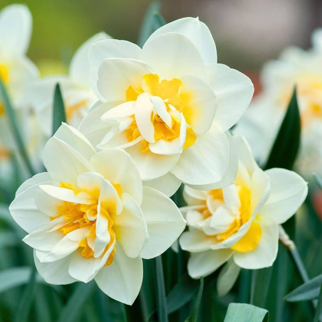 Flowerbulbs Amsterdam - Salou - 10 bloembollen - Maat 12/14 - Bivakshop