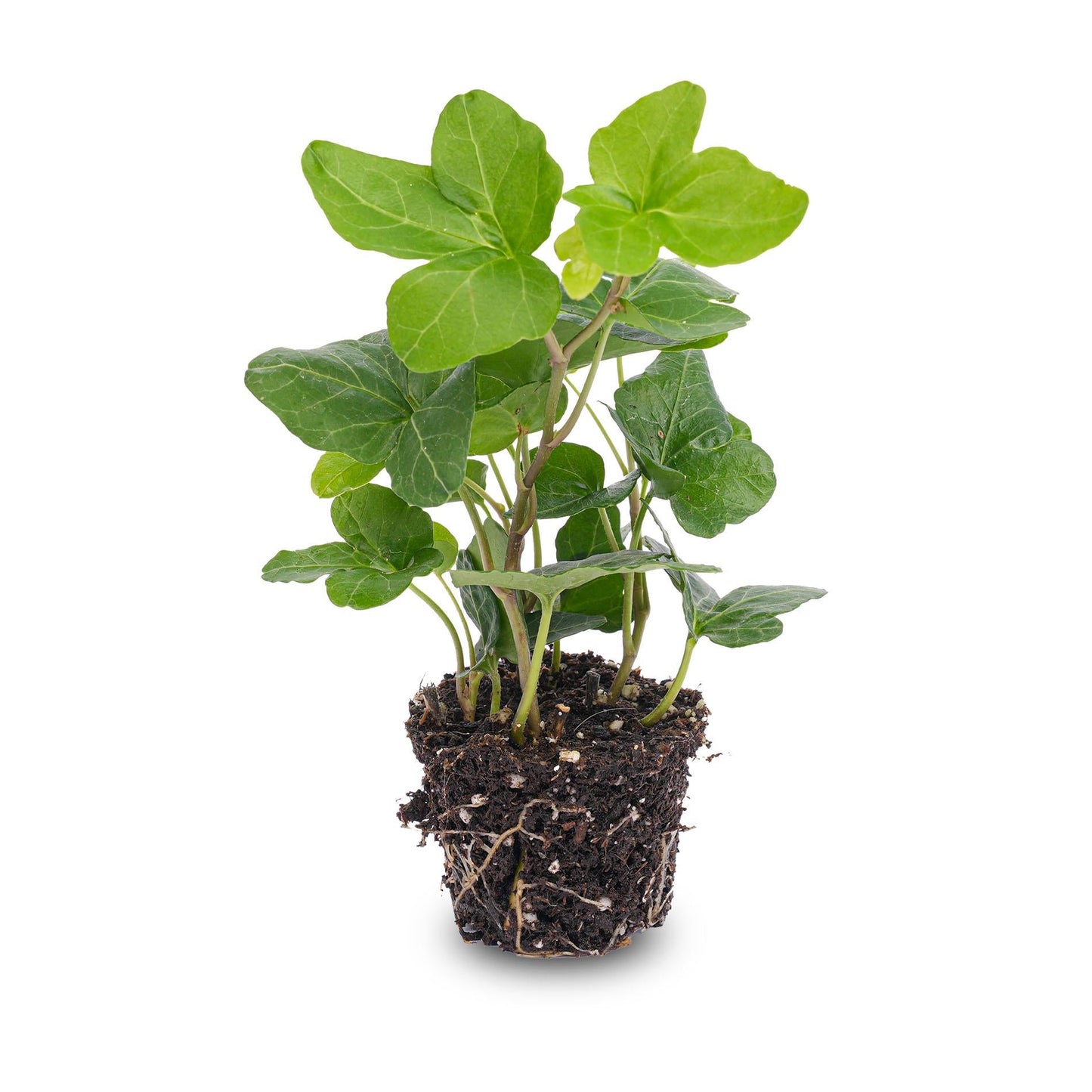 Hedera Helix – Klimop – Ø6 cm – Kamerplant & Terrariumplant - Bivakshop