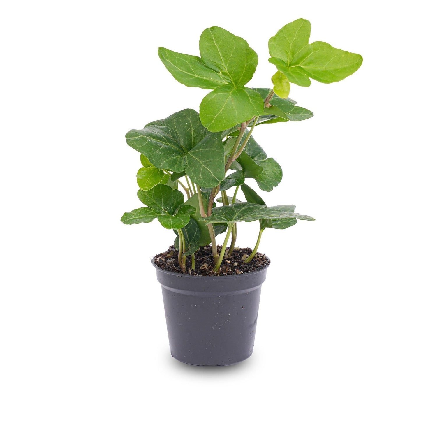 Hedera Helix – Klimop – Ø6 cm – Kamerplant & Terrariumplant - Bivakshop