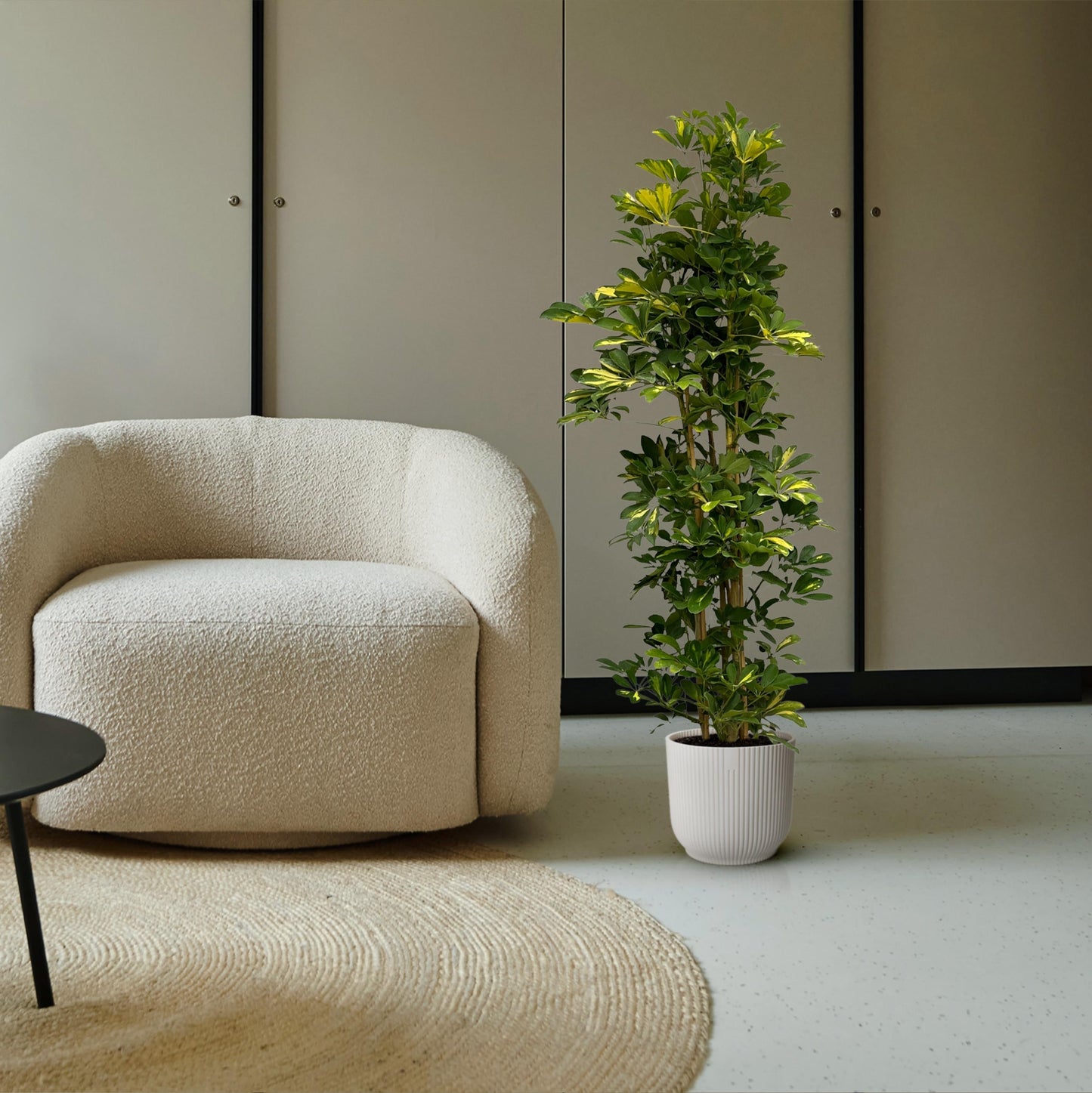 Schefflera gold capella struik - 160 cm - Ø30cm - Bivakshop