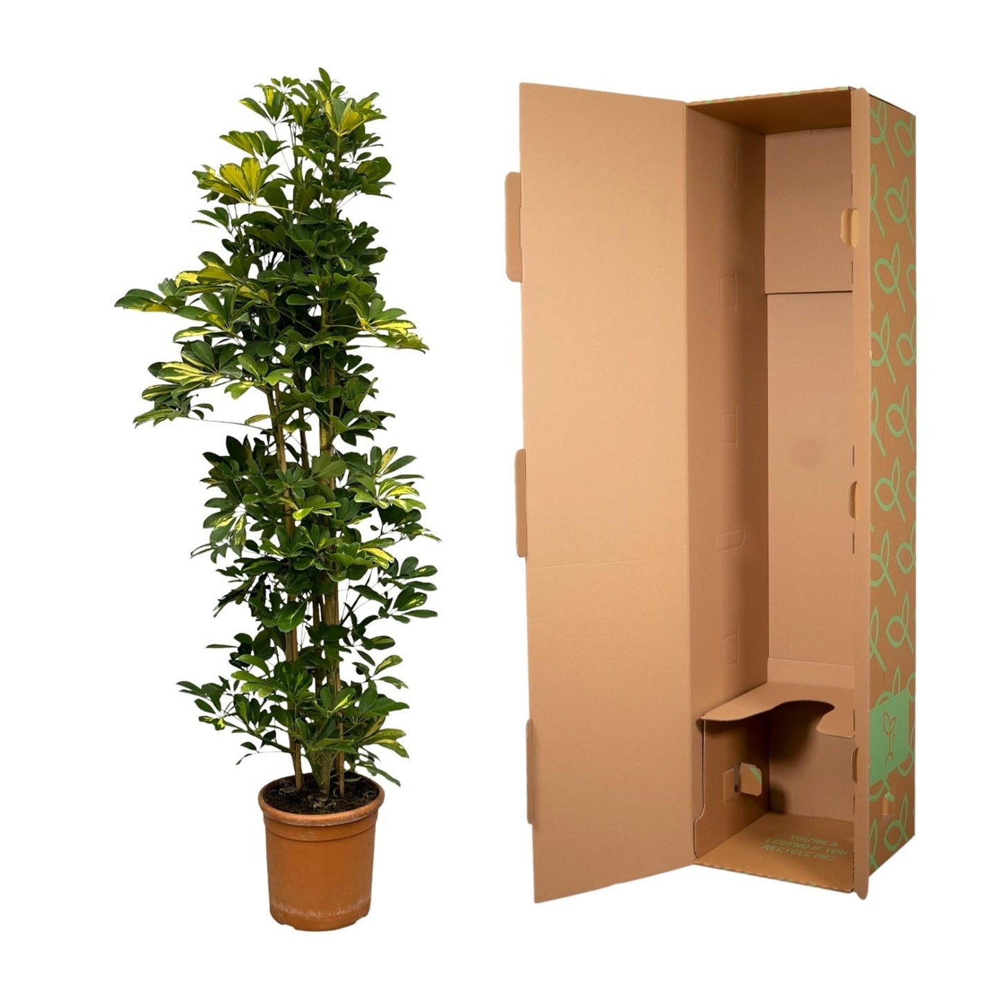 Schefflera gold capella struik - 160 cm - Ø30cm - Bivakshop