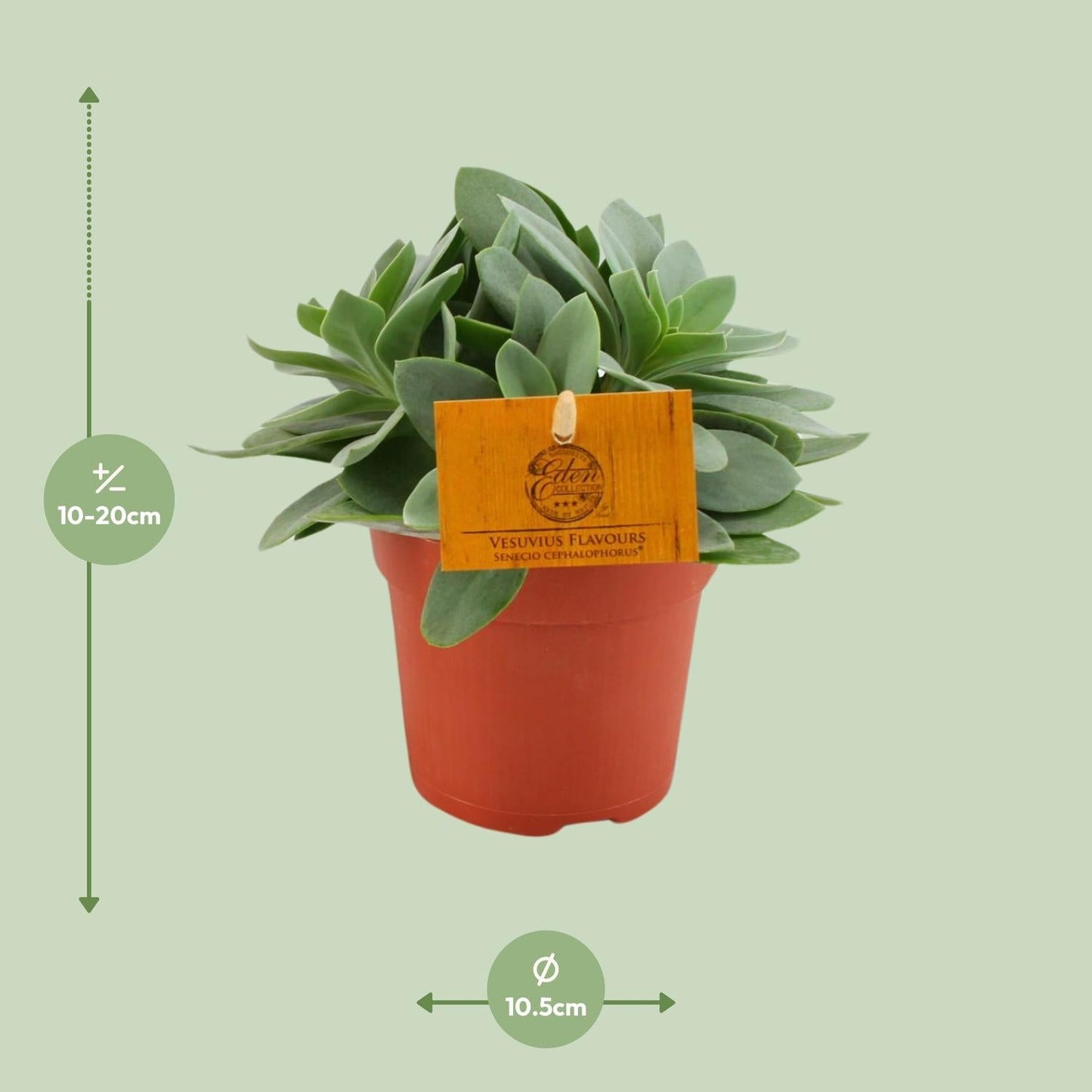Senecio Cephalophorus - Ø10,5 cm - ↕15 cm - Bivakshop