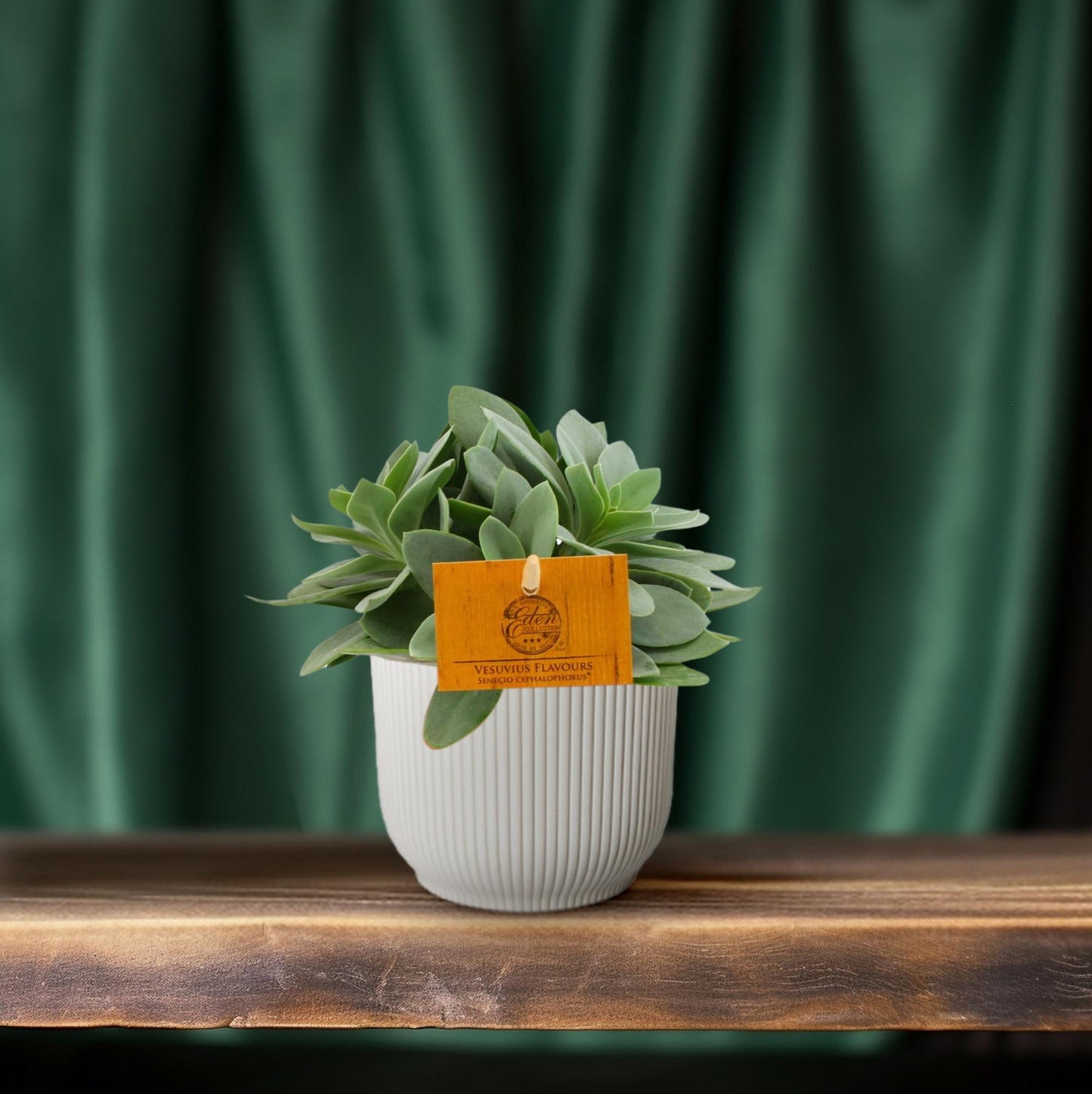 Senecio Cephalophorus - Ø10,5 cm - ↕15 cm - Bivakshop