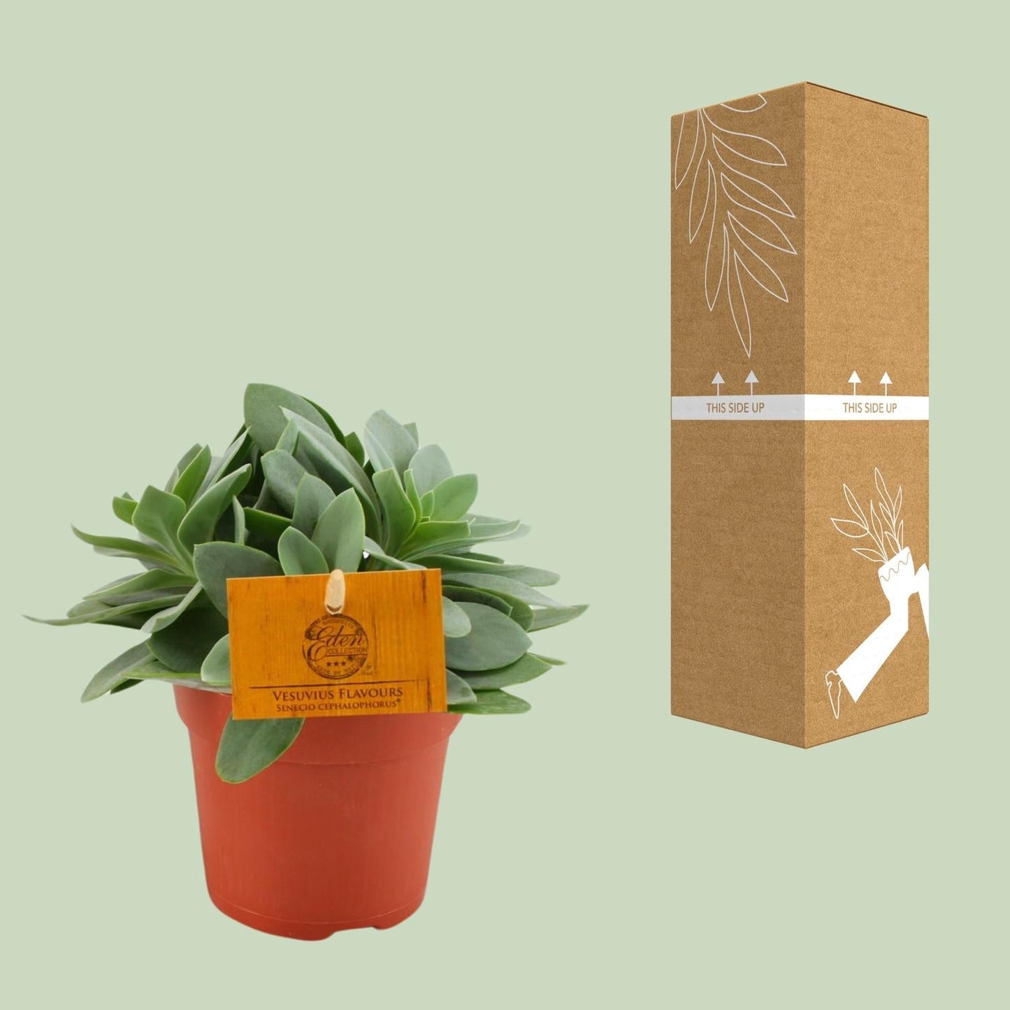 Senecio Cephalophorus - Ø10,5 cm - ↕15 cm - Bivakshop