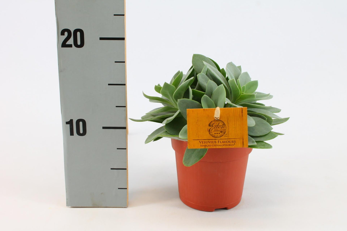 Senecio Cephalophorus - Ø10,5 cm - ↕15 cm - Bivakshop