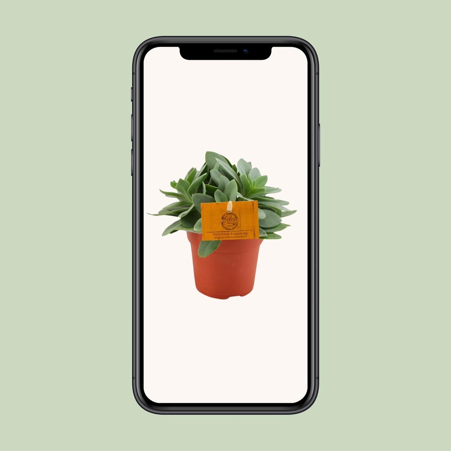 Senecio Cephalophorus - Ø10,5 cm - ↕15 cm - Bivakshop