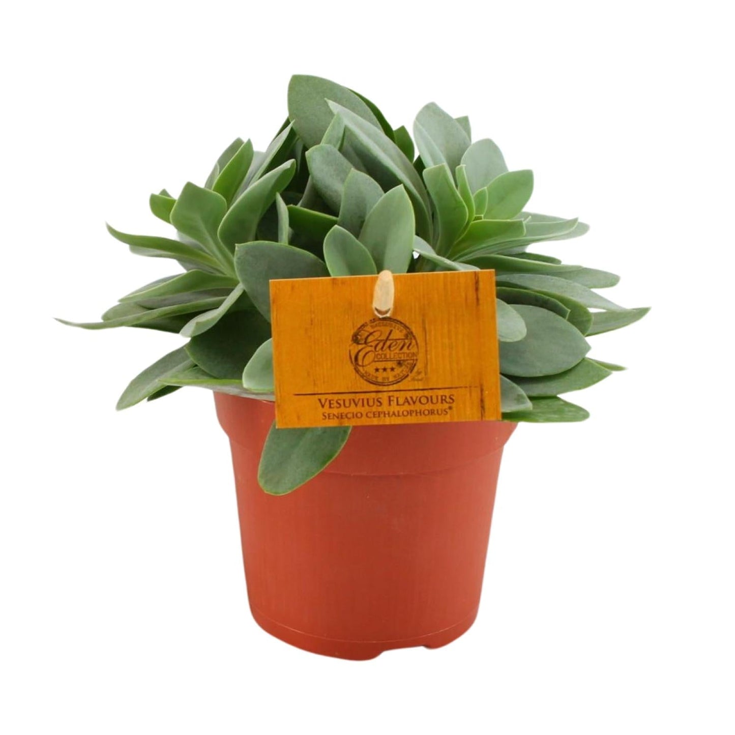 Senecio Cephalophorus - Ø10,5 cm - ↕15 cm - Bivakshop